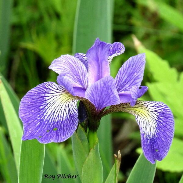 Iris versicolor Kukka