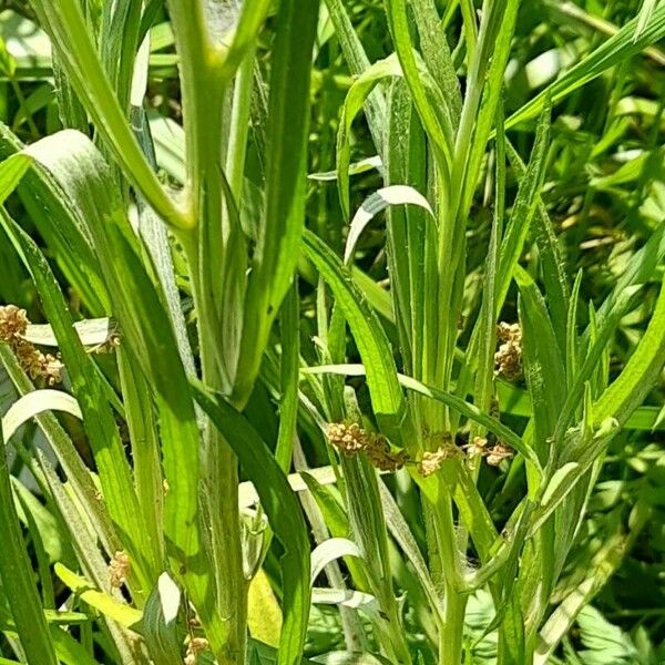 Cyanus segetum Leaf