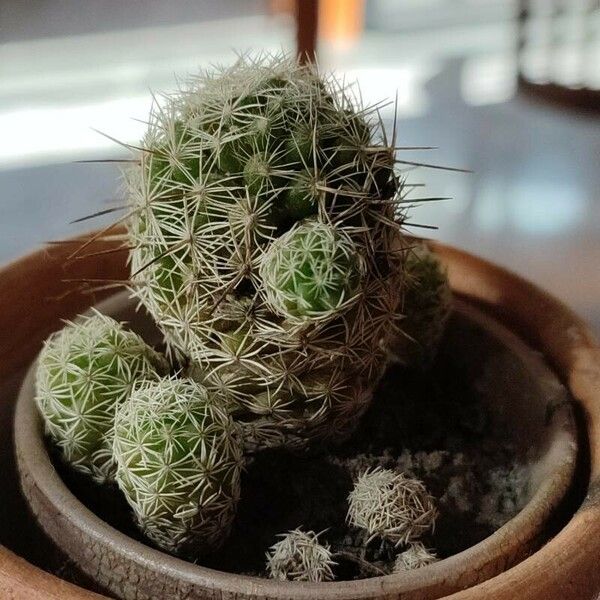 Mammillaria gracilis Hostoa