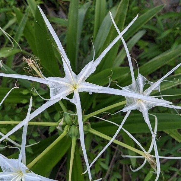 Hymenocallis liriosme Flor