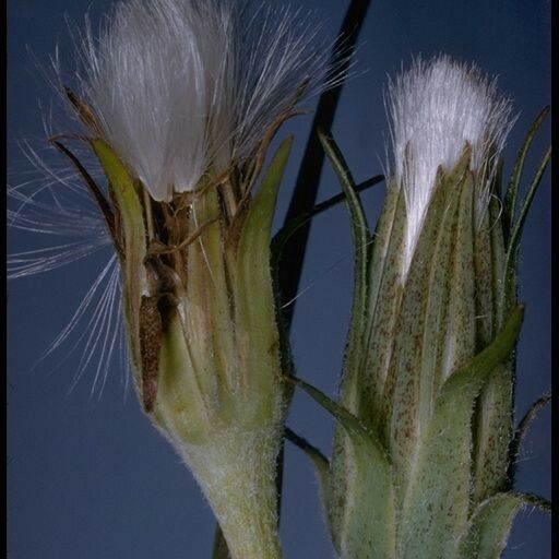 Agoseris glauca Meyve