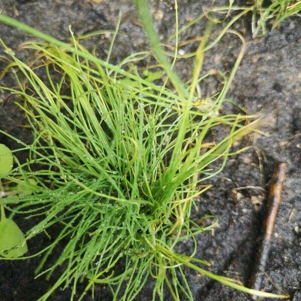 Isolepis fluitans 叶