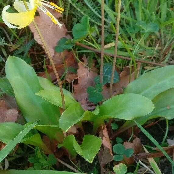 Erythronium tuolumnense Yeri