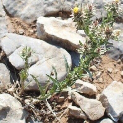 Centaurea melitensis 形态