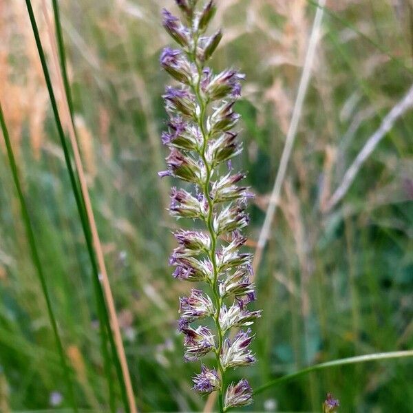 Cynosurus cristatus Flor