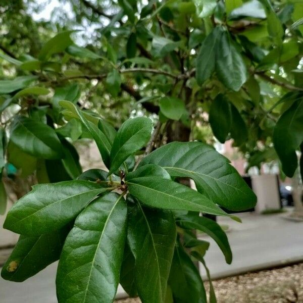 Quercus virginiana Leaf