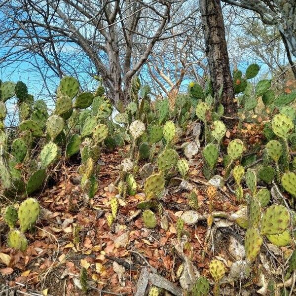 Opuntia guatemalensis Habitus