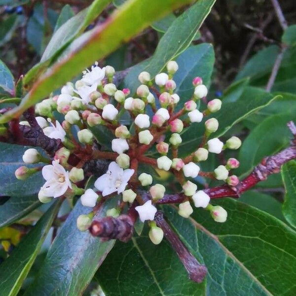 Viburnum tinus Flor