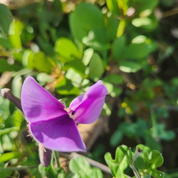 Vigna frutescens Flower