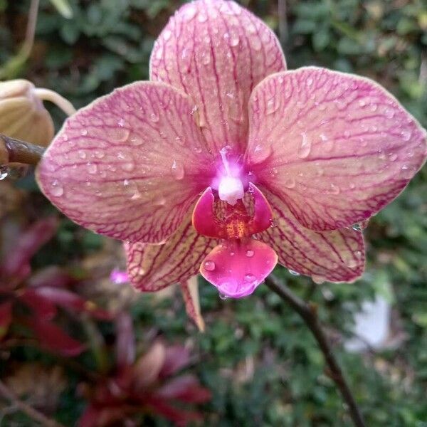 Phalaenopsis spp. Floro