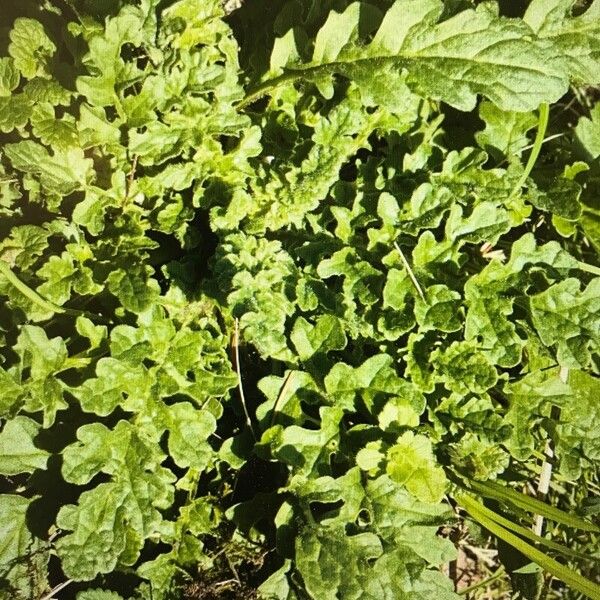 Senecio doria Leaf