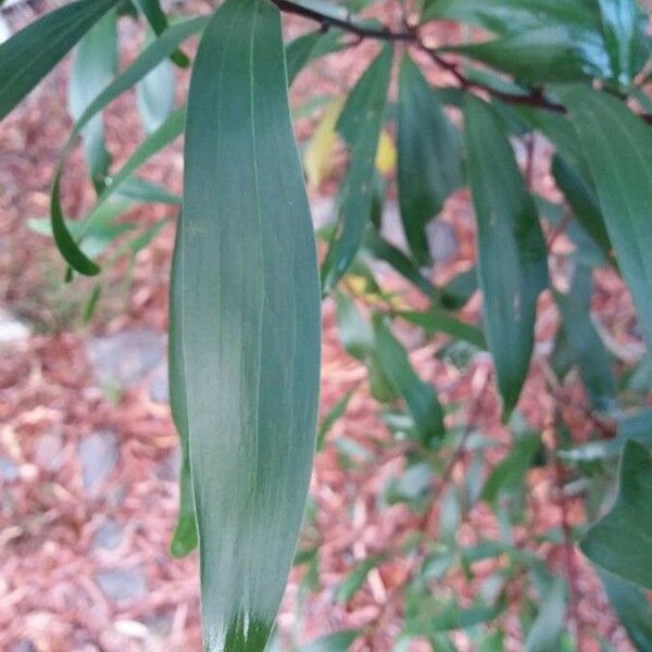 Acacia spirorbis Лист