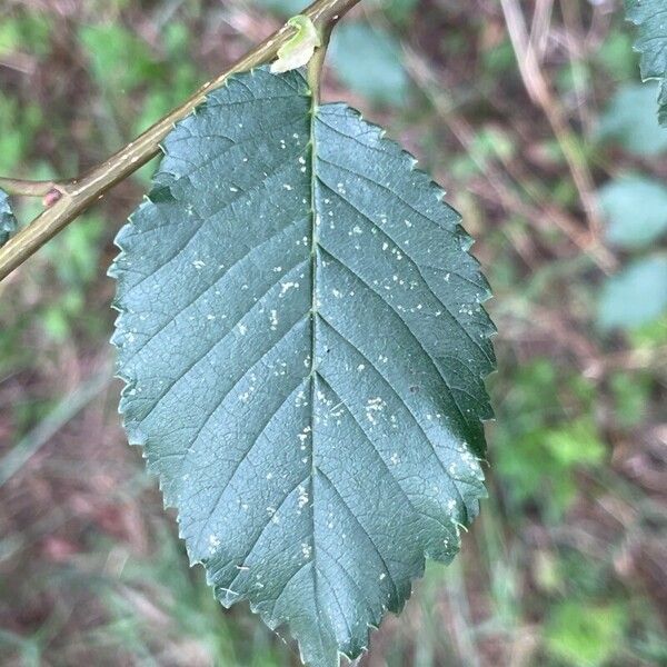 Ulmus minor Blad