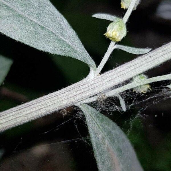 Artemisia ludoviciana പുറംതൊലി