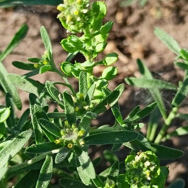 Alyssum desertorum Leaf