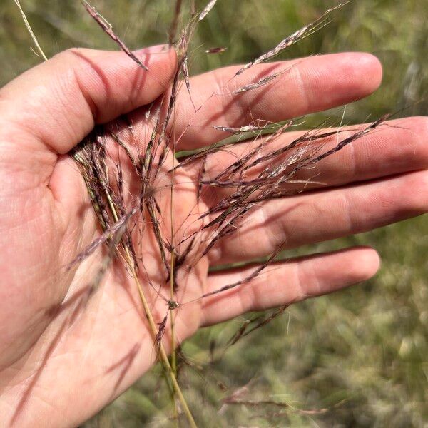 Capillipedium spicigerum Flor