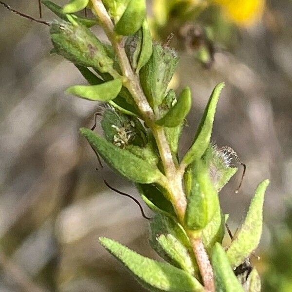 Odontites luteus Lapas