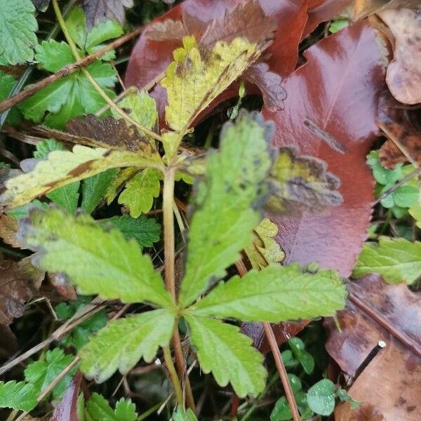 Potentilla reptans List