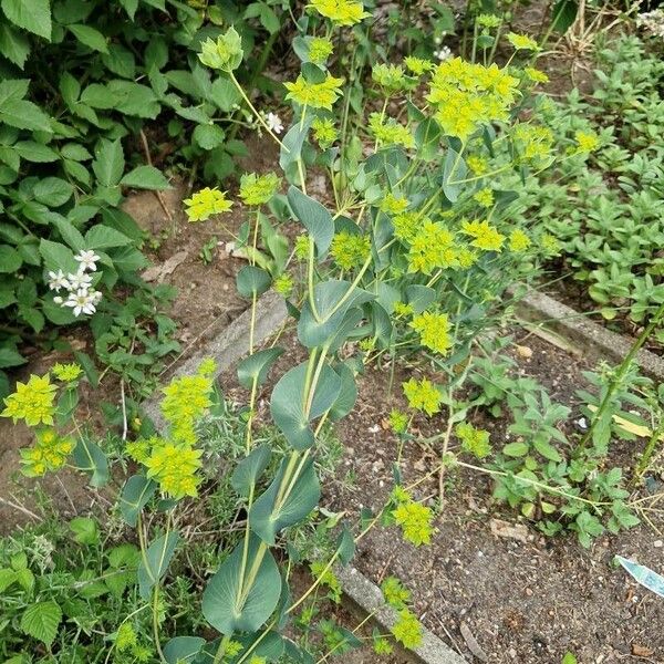 Bupleurum rotundifolium Flower