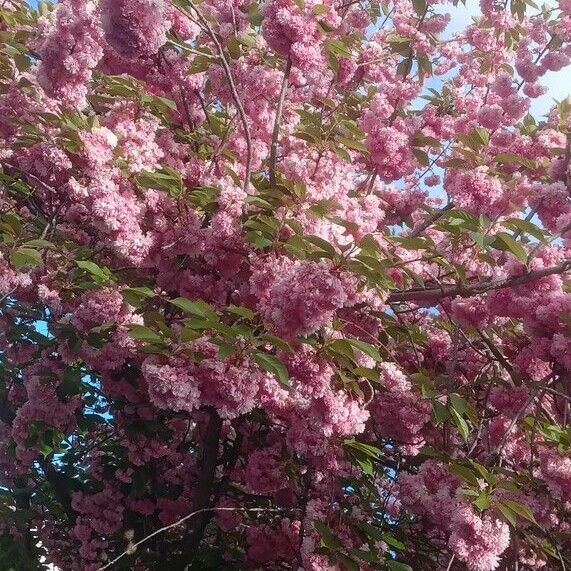 Prunus serrulata Hábito