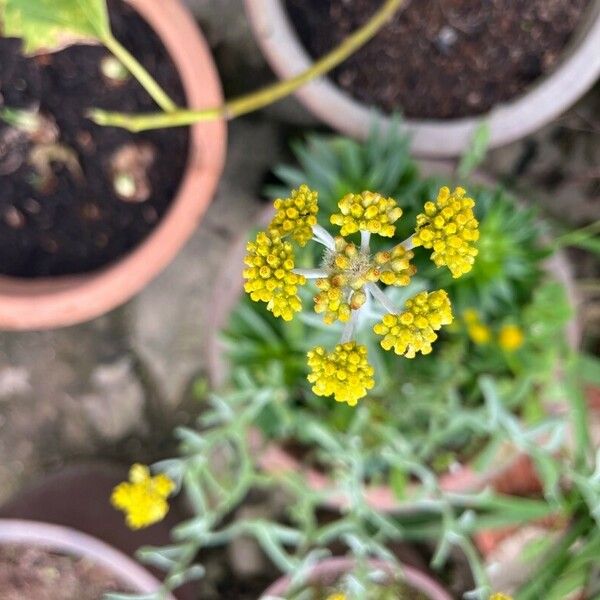 Pseudognaphalium affine Flower