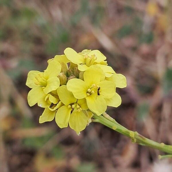 Rapistrum rugosum Flower