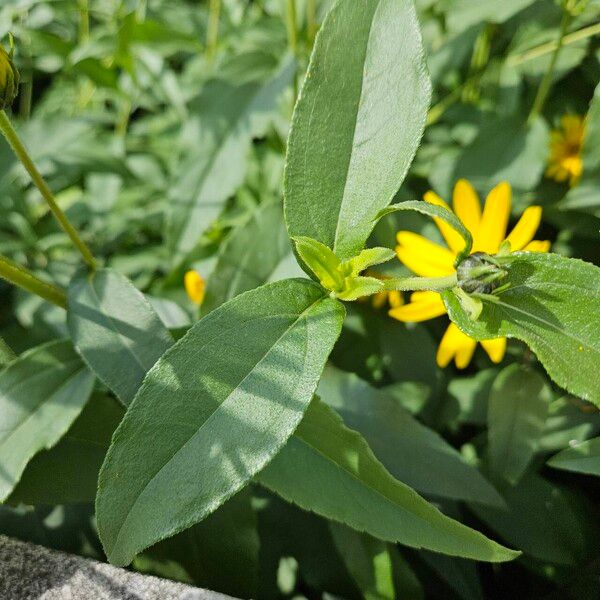 Helianthus × laetiflorus Leht