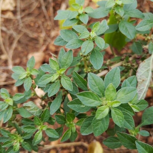 Amaranthus blitoides Blad