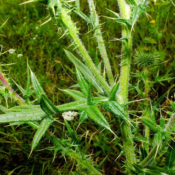 Cirsium vulgare Blatt