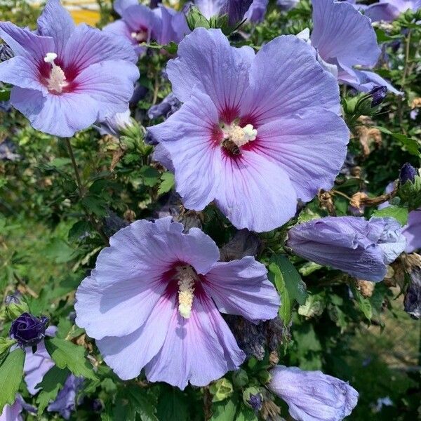 Hibiscus syriacus Flor