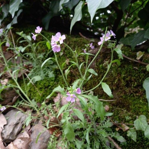 Arabidopsis arenosa Habit