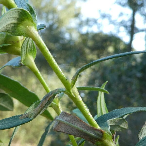 Cistus ladanifer Rinde