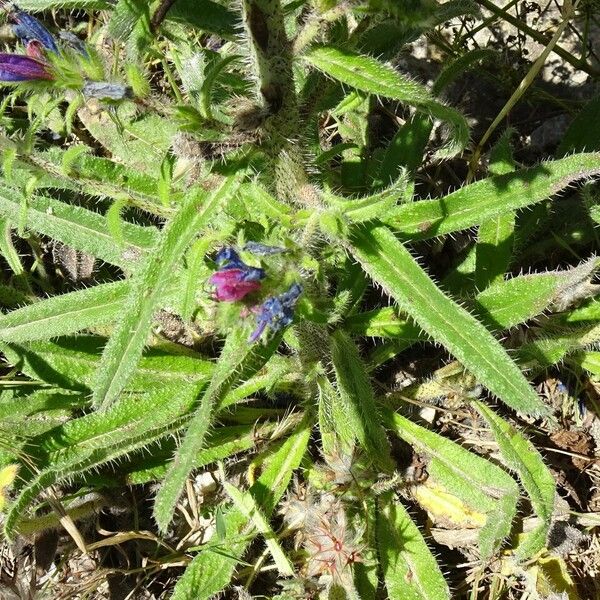 Echium vulgare Blad