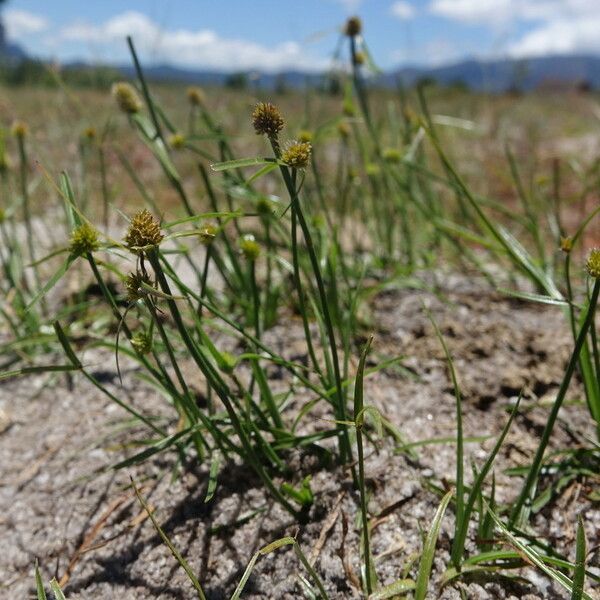 Kyllinga brevifolia Habitus