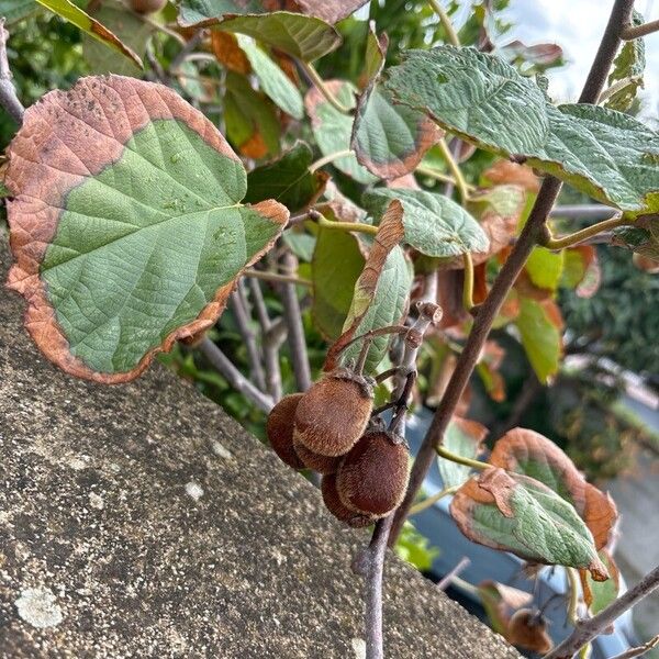 Actinidia chinensis फल