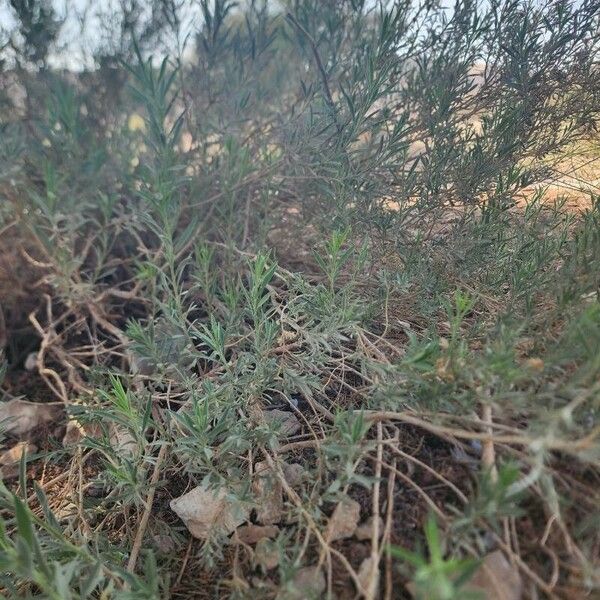 Artemisia herba-alba Leaf