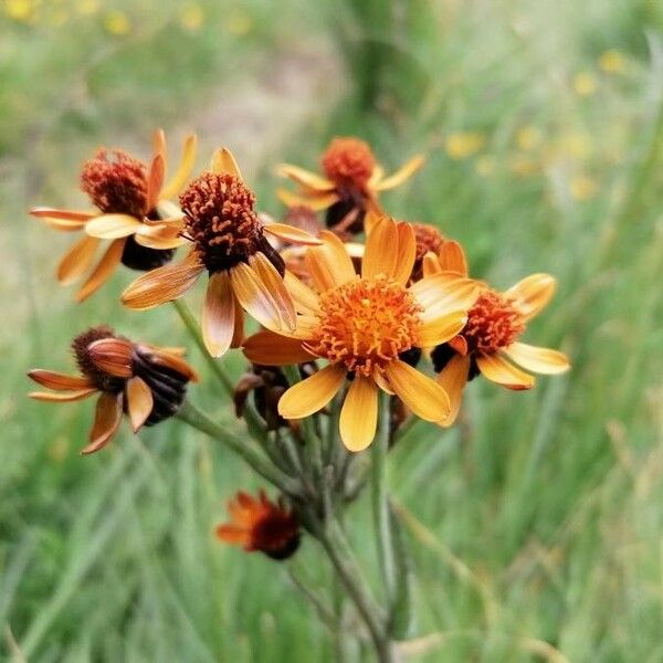 Tephroseris integrifolia Flower