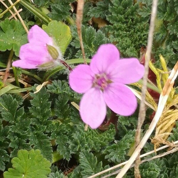 Erodium acaule Žiedas