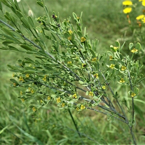 Osyris alba Flower