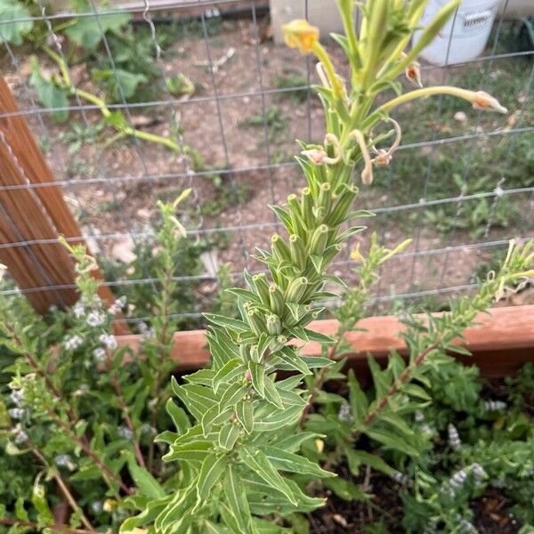 Oenothera villosa Folha