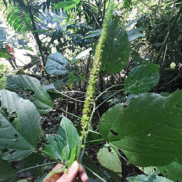 Acalypha macrostachya 花