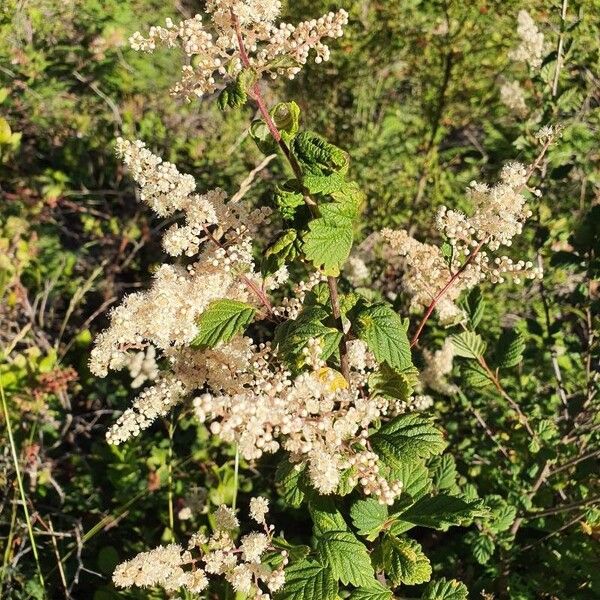 Holodiscus discolor Flor