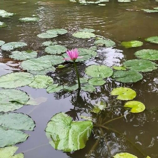 Nymphaea rubra Кветка