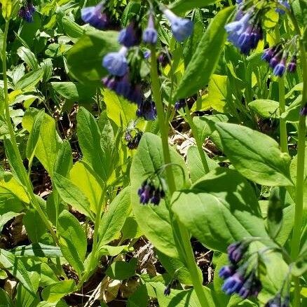 Mertensia virginica Žiedas