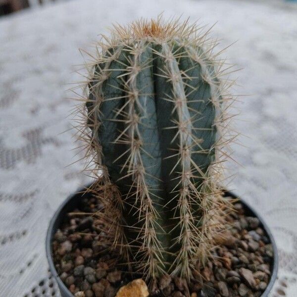 Pilosocereus pachycladus ഇല