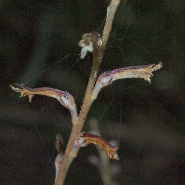 Epifagus virginiana Φλοιός