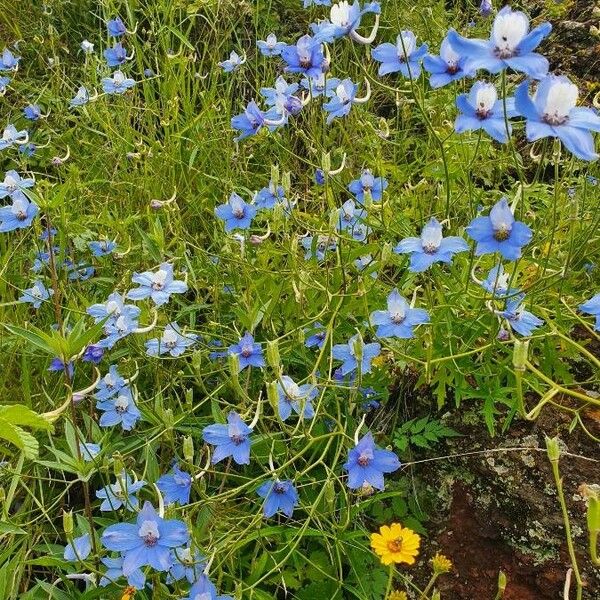 Delphinium leroyi Blomst