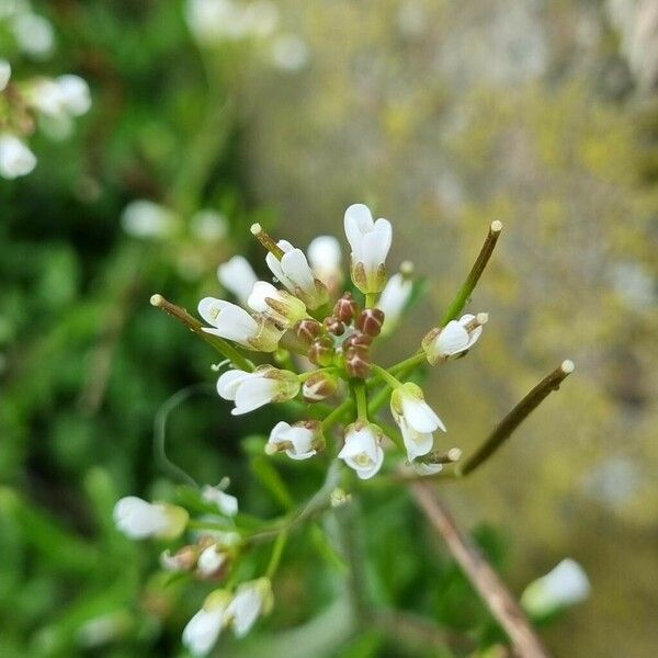 Cardamine flexuosa Blüte