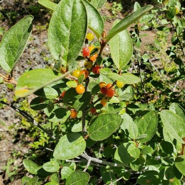 Shepherdia canadensis Fruit