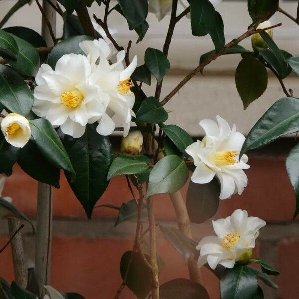 Camellia oleifera Flower